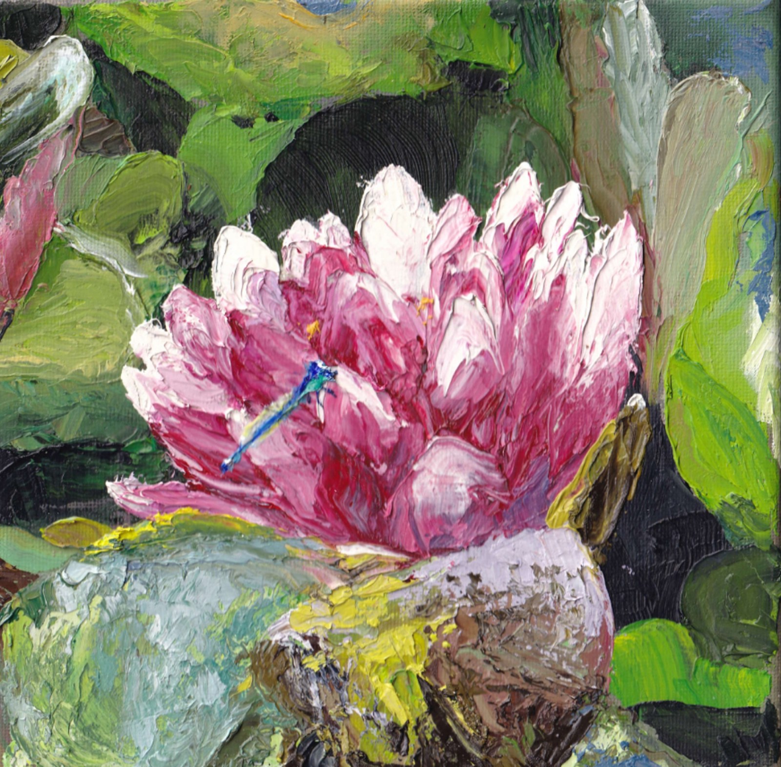 Pink Waterlilly