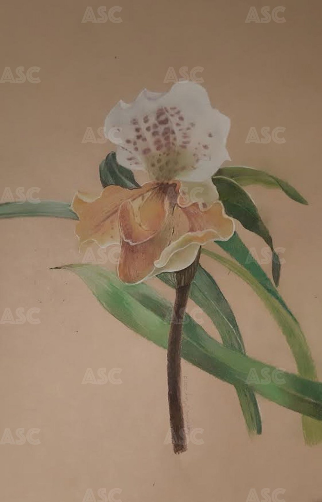 Orchid