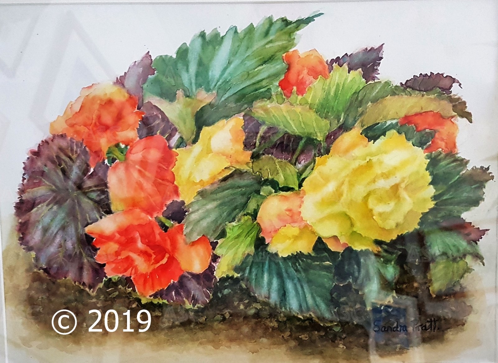 Begonias
